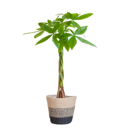 Pachira Aquatica met Mand Lissabon zwart - 80cm - Ø21