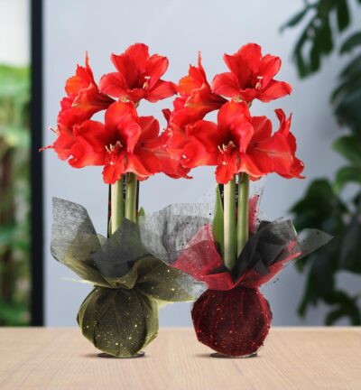 No Water Flowers® (wax amaryllis) | Wrapz Mix (2 pack) + Red flower