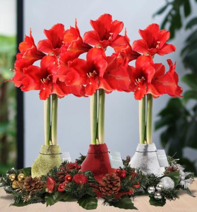 No Water Flowers® (wax amaryllis) | Wreath Christmas Mix (3 pack) + Red flower