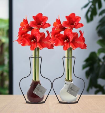 No Water Flowers® (wax amaryllis) | Formz Classic Mix (2 pack) + Red flower