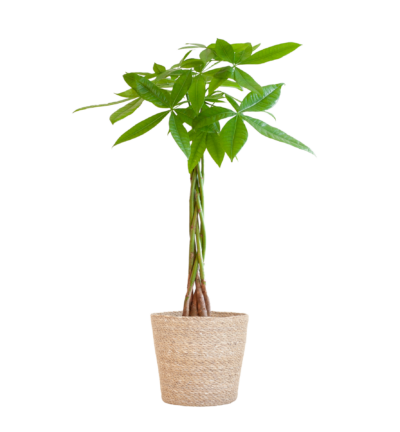 Pachira Aquatica met Sofia mand naturel - 80cm - Ø21