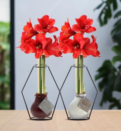 No Water Flowers® (wax amaryllis) | Formz Modern Mix (2 pack) + Red flower