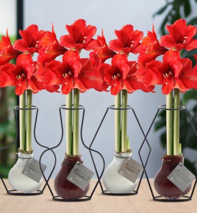 No Water Flowers® (wax amaryllis) | Formz Mix (4 pack) + Red flower