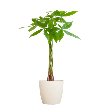 Pachira Aquatica met Viber wit - 80cm - Ø21