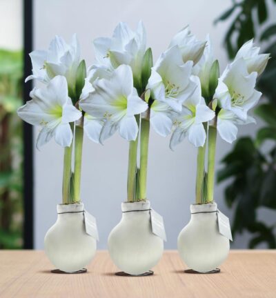 No Water Flowers® (wax amaryllis) | Waxz® Colours White (3 pack) + White flower