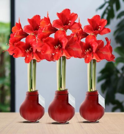 No Water Flowers® (wax amaryllis) | Waxz® Colours Red (3 pack) + Red flower
