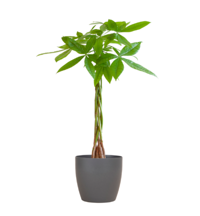 Pachira Aquatica met Viber grijs - 80cm - Ø21