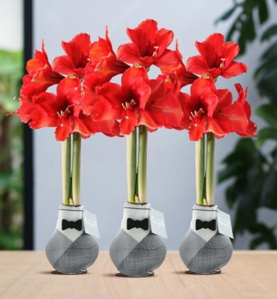 No Water Flowers® (wax amaryllis) | Giletz Bowtie (3 pack) + Red flower