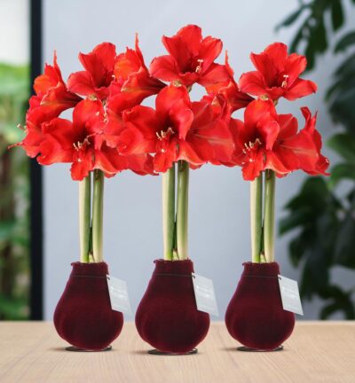 No Water Flowers® (wax amaryllis) | Velvet Touchz® Bordeaux (3 pack) + Red flower