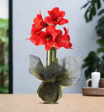 No Water Flowers® (wax amaryllis) | Wrapz - Gold + Red flower