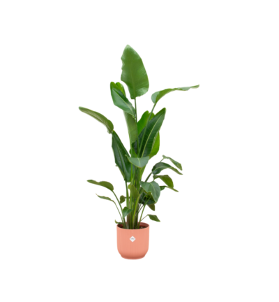 Strelitzia Nicolai inclusief elho Vibes Fold Round roze - 160cm - Ø30