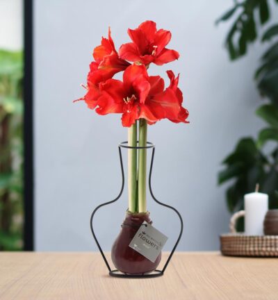No Water Flowers® (wax amaryllis) | Formz Classic - Bordeaux + Red flower