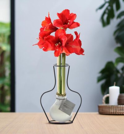 No Water Flowers® (wax amaryllis) | Formz Classic - White + Red flower