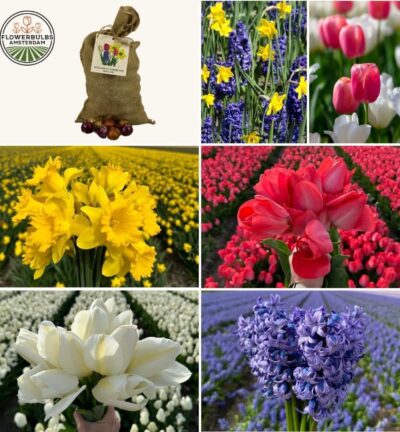 Super Holland Mix - Duurzame voordeelzak, 100 bloembollen voor 2,5 m2 bloemenpracht - Maat 12+