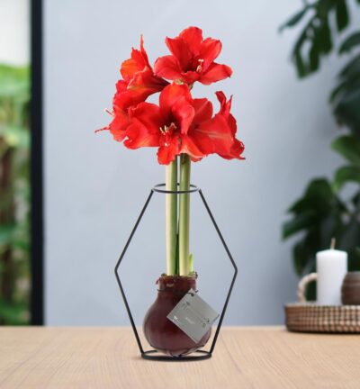No Water Flowers® (wax amaryllis) | Formz Modern - Bordeaux + Red flower