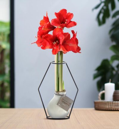 No Water Flowers® (wax amaryllis) | Formz Modern - White + Red flower