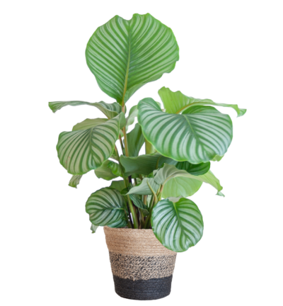 Calathea Orbifolia met Lissabon mand zwart - 65cm - Ø21
