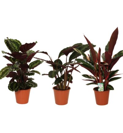 Calathea Symphony - 3 stuks - Ø19cm - ↕70-80cm