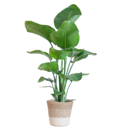 Strelitzia Nicolai met Lissabon mand wit - 80cm - Ø19