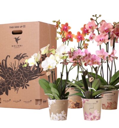 Kolibri Orchids - Surprise box mix - planten voordeel box - verrassingsbox met 4 verschillende orchideeën 12cm - vers van de kweker