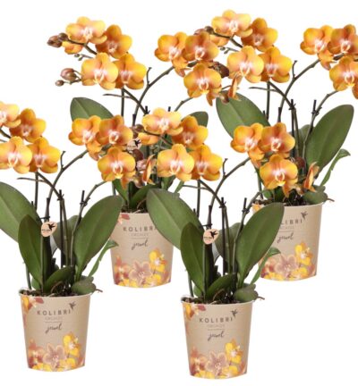 Kolibri Orchids | COMBI DEAL van 4 Phalaenopsis orchideeën - Las Vegas - potmaat Ø12cm | bloeiende kamerplant - vers van de kweker