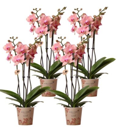 Kolibri Orchids | COMBI DEAL van 4 Phalaenopsis orchideeën - Pirate Picotee - potmaat Ø12cm | bloeiende kamerplant - vers van de kweker