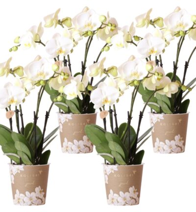 Kolibri Orchids | COMBI DEAL van 4 witte orchideeën - Ghent - potmaat Ø12cm | bloeiende kamerplant - vers van de kweker