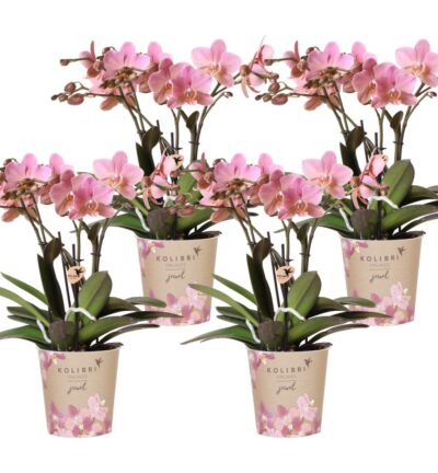 Kolibri Orchids | COMBI DEAL van 4 Phalaenopsis orchideeën - Treviso - potmaat Ø12cm | bloeiende kamerplant - vers van de kweker