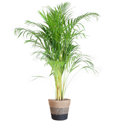 Areca Palm (Dypsis) met Lissabon mand zwart - 100cm - Ø21