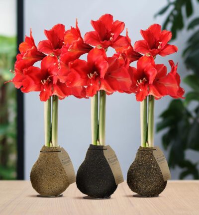 No Water Flowers® (wax amaryllis) | Naturalz Corkz Mix (3 pack) + Red flower