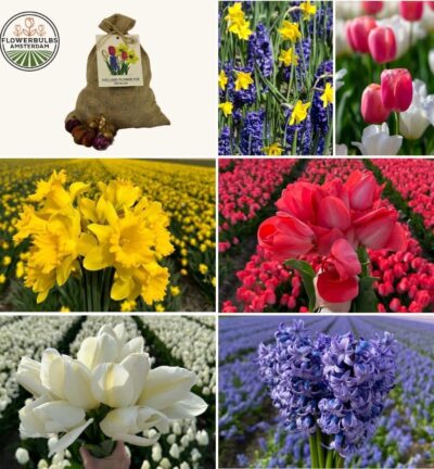 Medium Holland Mix - Duurzame voordeelzak, 50 bloembollen voor 1 m2 bloemenpracht - Maat 12+