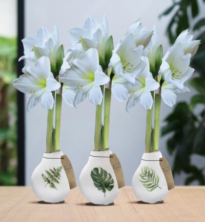 No Water Flowers® (wax amaryllis) | Naturalz Botanical Mix (3 pack) + White flower