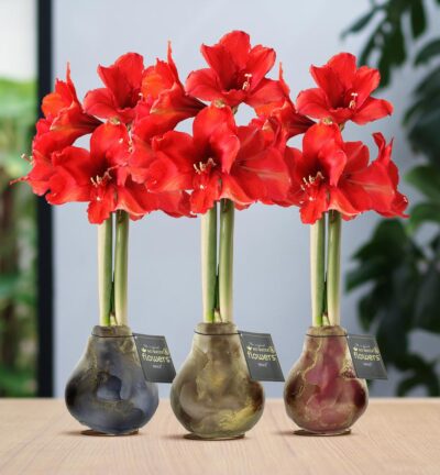 No Water Flowers® (wax amaryllis) | Univerz Jupiter Mix (3 pack) + Red flower