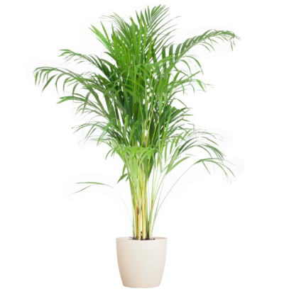 Areca Palm (Dypsis) met Viber wit - 100cm - Ø21