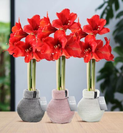 No Water Flowers® (wax amaryllis) | Fashionz Cozy Fluffy Mix (3 pack) + Red flower