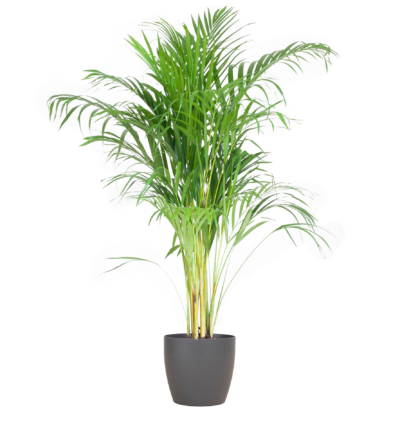 Areca Palm (Dypsis) mit Viber Grijs - 100cm - Ø21