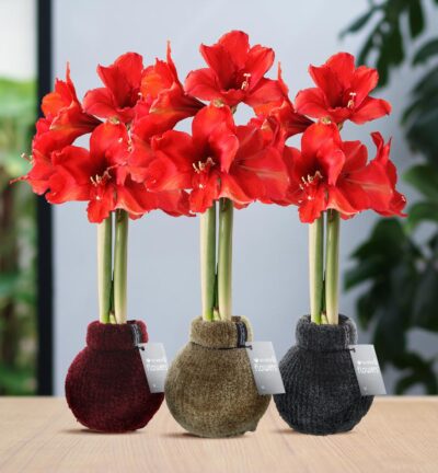 No Water Flowers® (wax amaryllis) | Fashionz Cozy Teddy Mix (3 pack) + Red flower