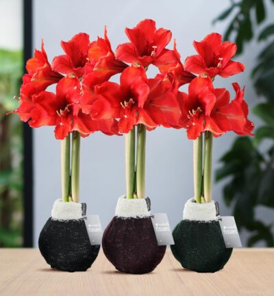 No Water Flowers® (wax amaryllis) | Fashionz Cozy Wooly Mix (3 pack) + Red flower