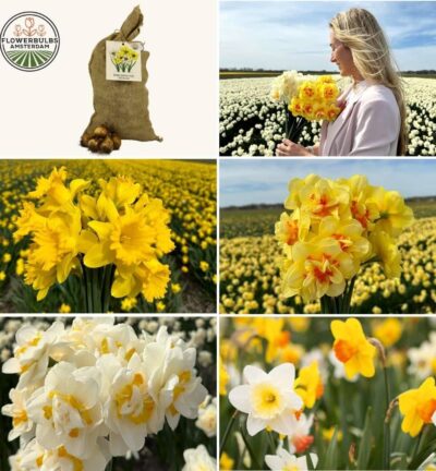 Super Narcissus Mix - Duurzame voordeelzak, 100 bloembollen voor 2,5 m2 bloemenpracht - Maat 12/14