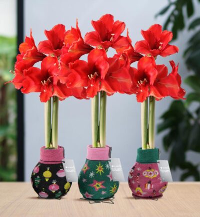 No Water Flowers® (wax amaryllis) | Fashionz Patternz Disco Mix (3 pack) + Red flower