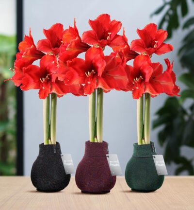 No Water Flowers® (wax amaryllis) | Fashionz Patternz Shine Mix (3 pack) + Red flower