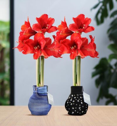 No Water Flowers® (wax amaryllis) | Fashionz Streetlife Mix (2 pack) + Red flower