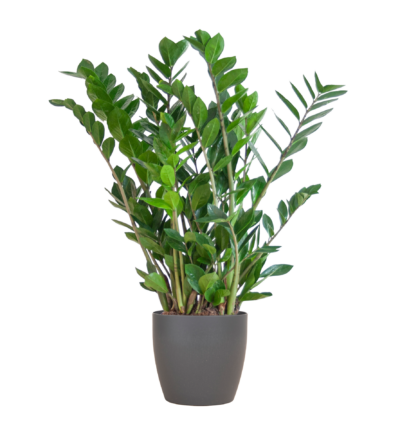 Zamioculcas Zamiifolia met Viber grijs - 80cm - Ø21