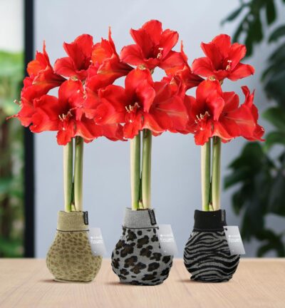 No Water Flowers® (wax amaryllis) | Fashionz Animal Mix (3 pack) + Red flower