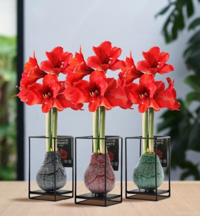 No Water Flowers® (wax amaryllis) | Formz Industrial Mix (3 pack) + Red flower
