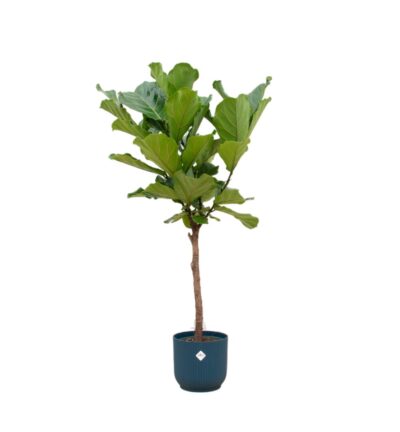 Ficus Lyrata stam ↕160cm - Vioolbladplant met elho Vibes Fold Round blauw Ø30