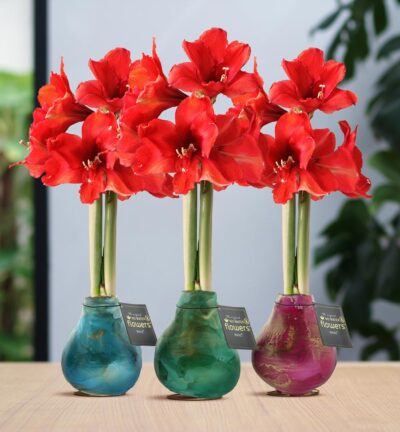 No Water Flowers® (wax amaryllis) | Univerz Saturnus Mix (3 pack) + Red flower