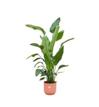 Strelitzia Nicolai inclusief elho Vibes Fold Round roze - 180 cm - Ø30
