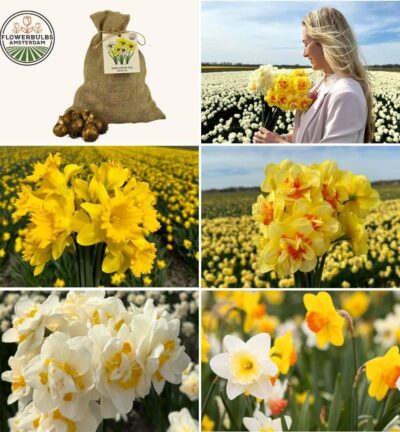 Medium Narcissus Mix - Duurzame voordeelzak, 50 bloembollen voor 1 m2 bloemenpracht - Maat 12/14