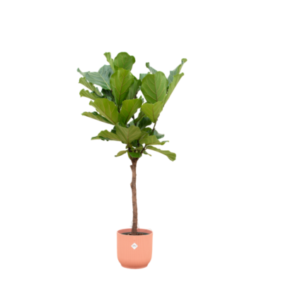 Ficus Lyrata stam ↕160cm - Vioolbladplant met elho Vibes Fold Round roze Ø30